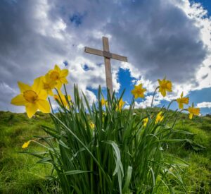 Daffodils and a cross on a hillside